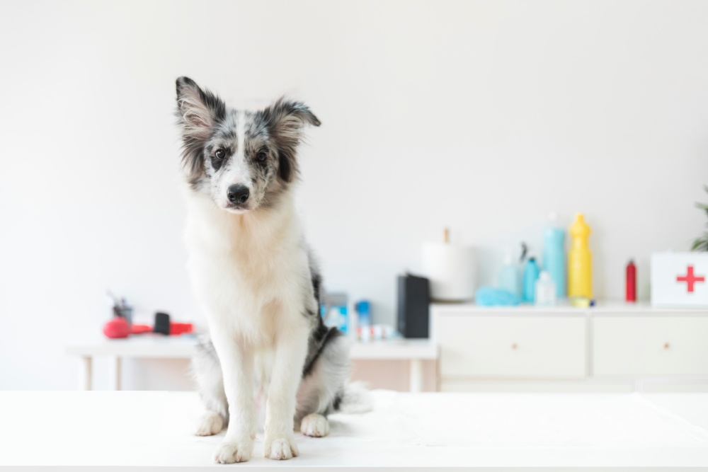 Guante mantequilla granja Microchip en perros: todo lo que debes saber | Zoofarma